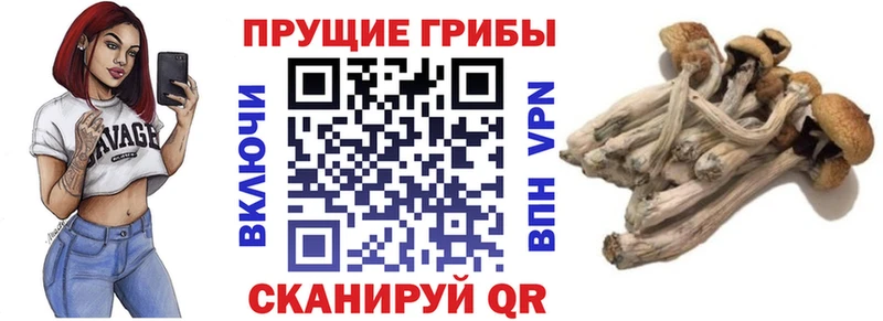 как найти закладки Невельск Псилоцибиновые грибы прущие грибы